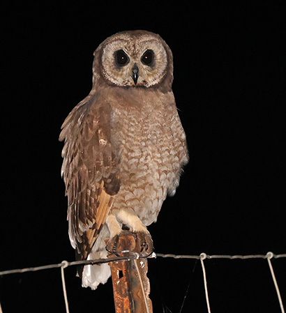 Marsh Owl
